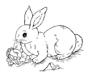 Rabbit