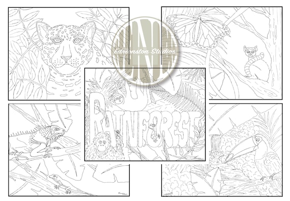 Rainforest habitat coloring pages coloring sheets printable hand illustrated instant download