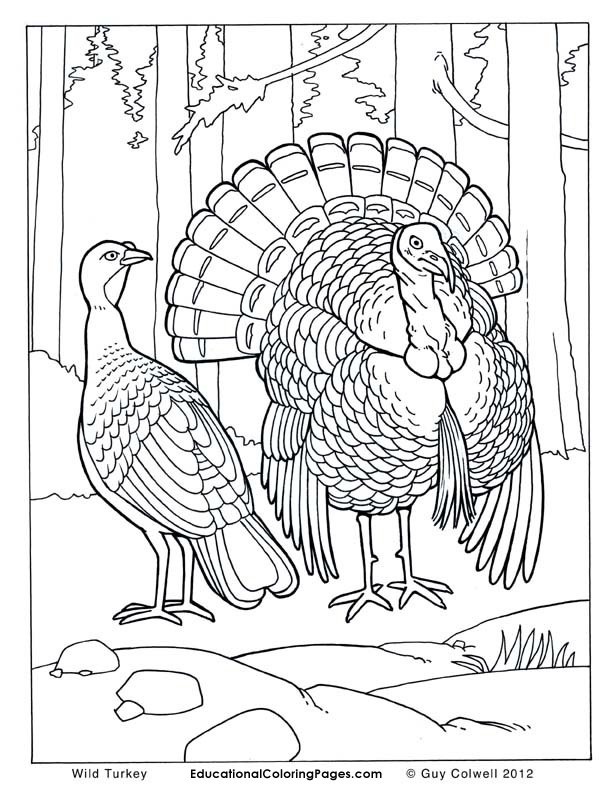 Birds book two coloring pages animal coloring pages