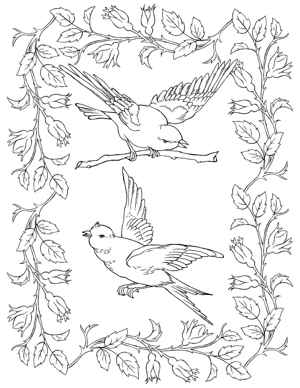 Bird coloring pages