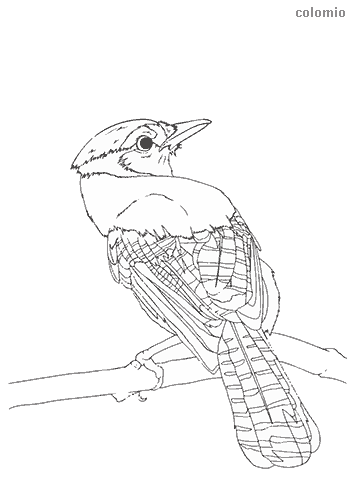 Birds coloring pages free printable bird coloring sheets