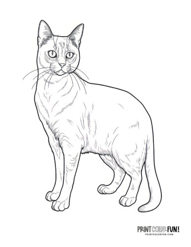 Paws play cat coloring pages craft fun more at