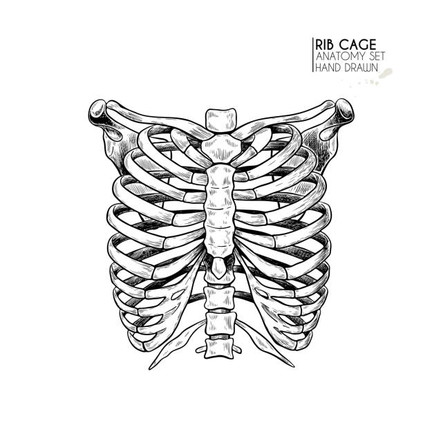 Rib cage stock illustrations royalty