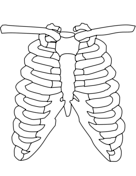 Rib cage coloring page free printable coloring pages