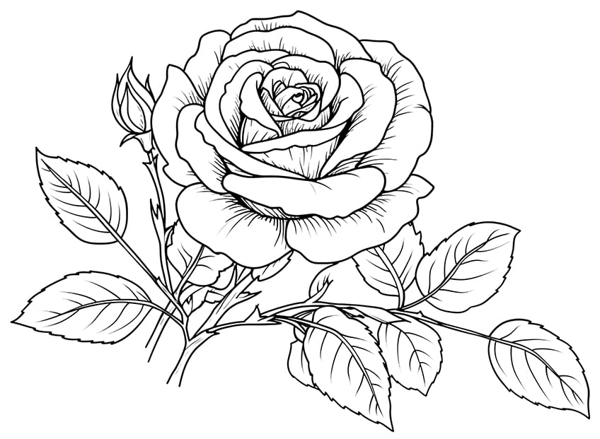 Rose coloring pages