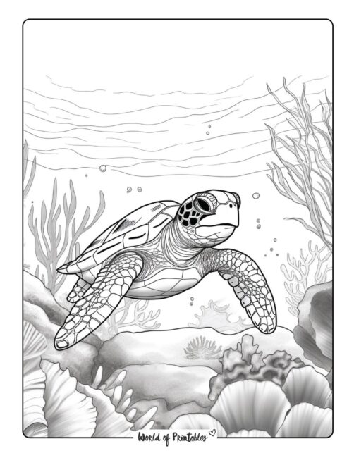 Turtle coloring pages for kids adults