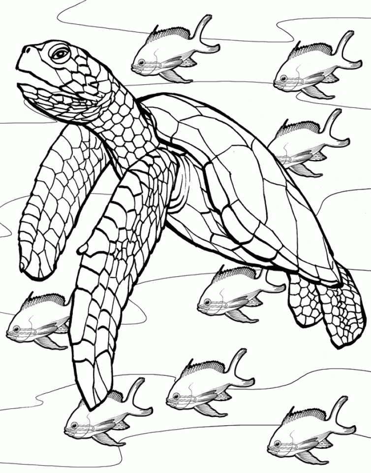 Free printable turtle coloring pages