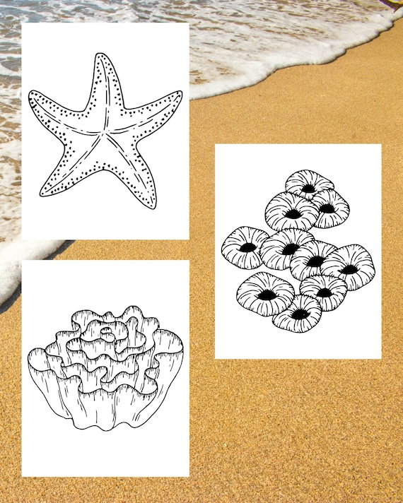 Seashell coloring pages printable colouring pages