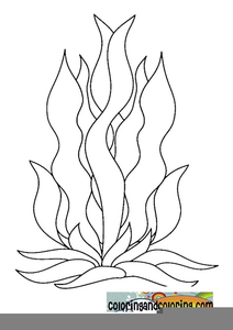 Kelp coloring pages free images at