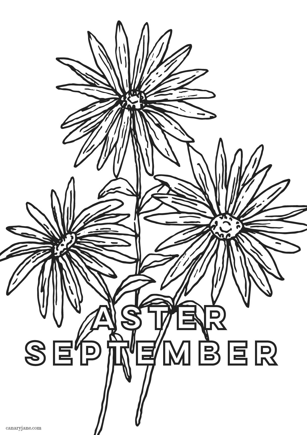 September birth flower aster friday free printable