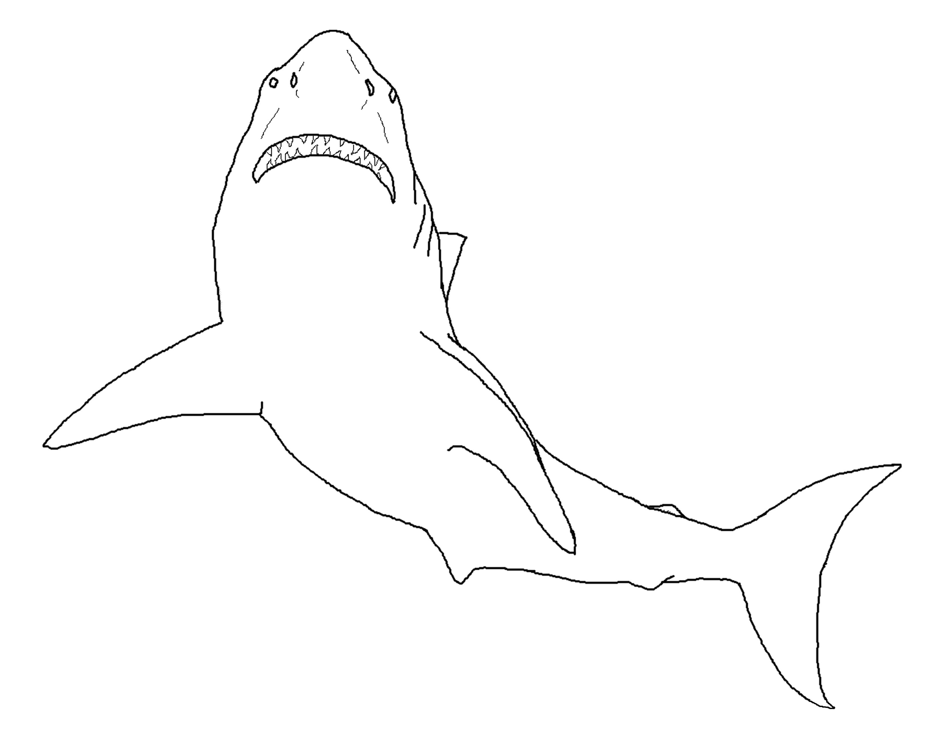 Free printable shark coloring pages for kids