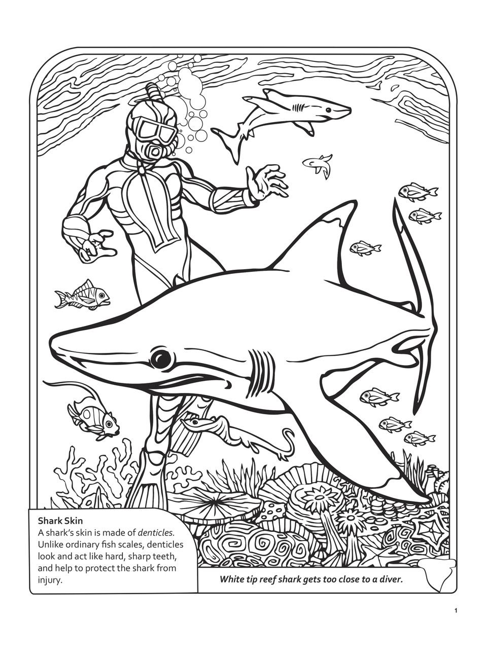 Sharks coloring book db
