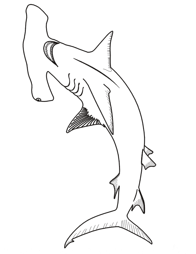 Hammerhead shark coloring page