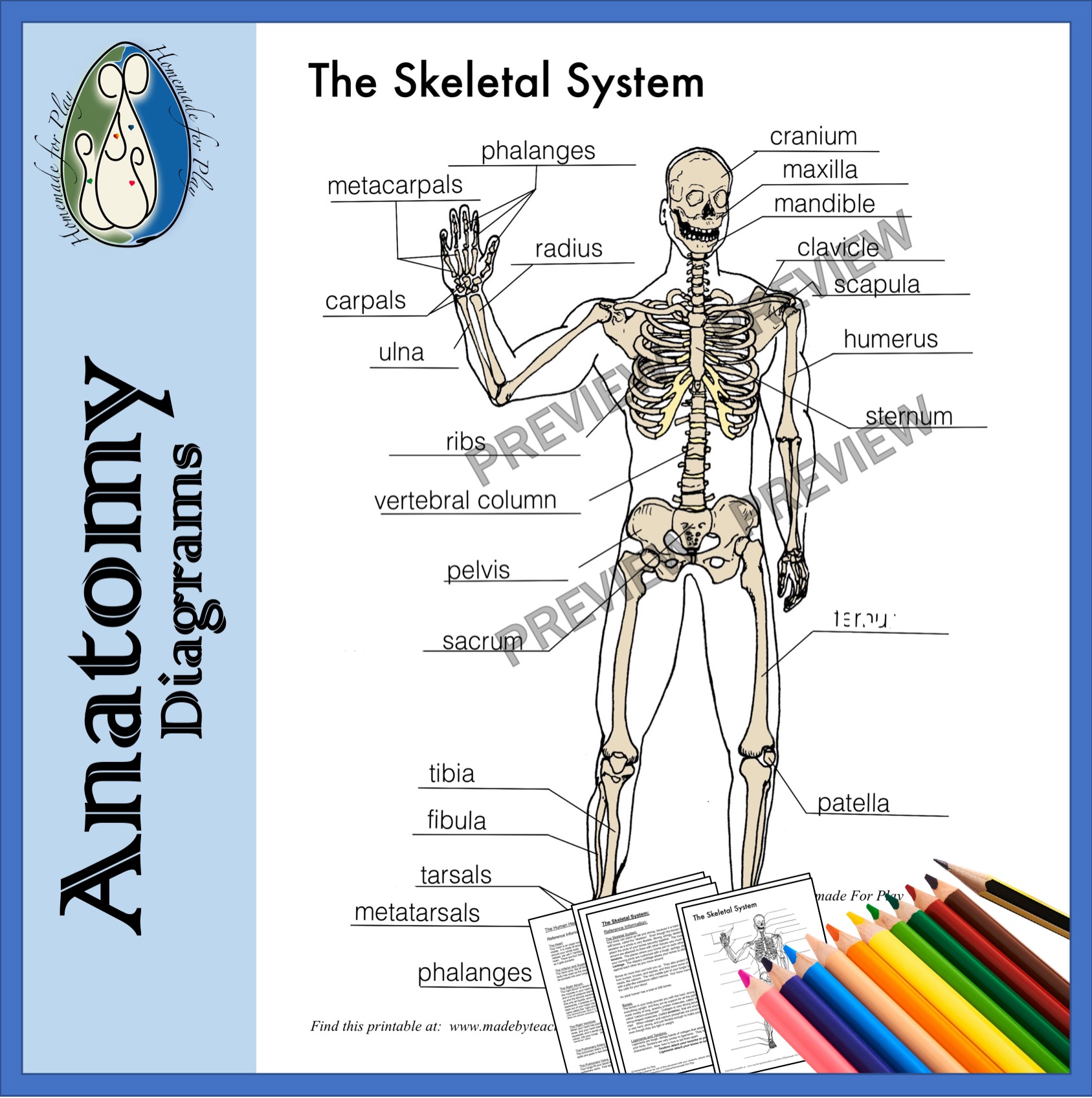Skeletal system diagrams to label and color with reference information and charts made by teachers