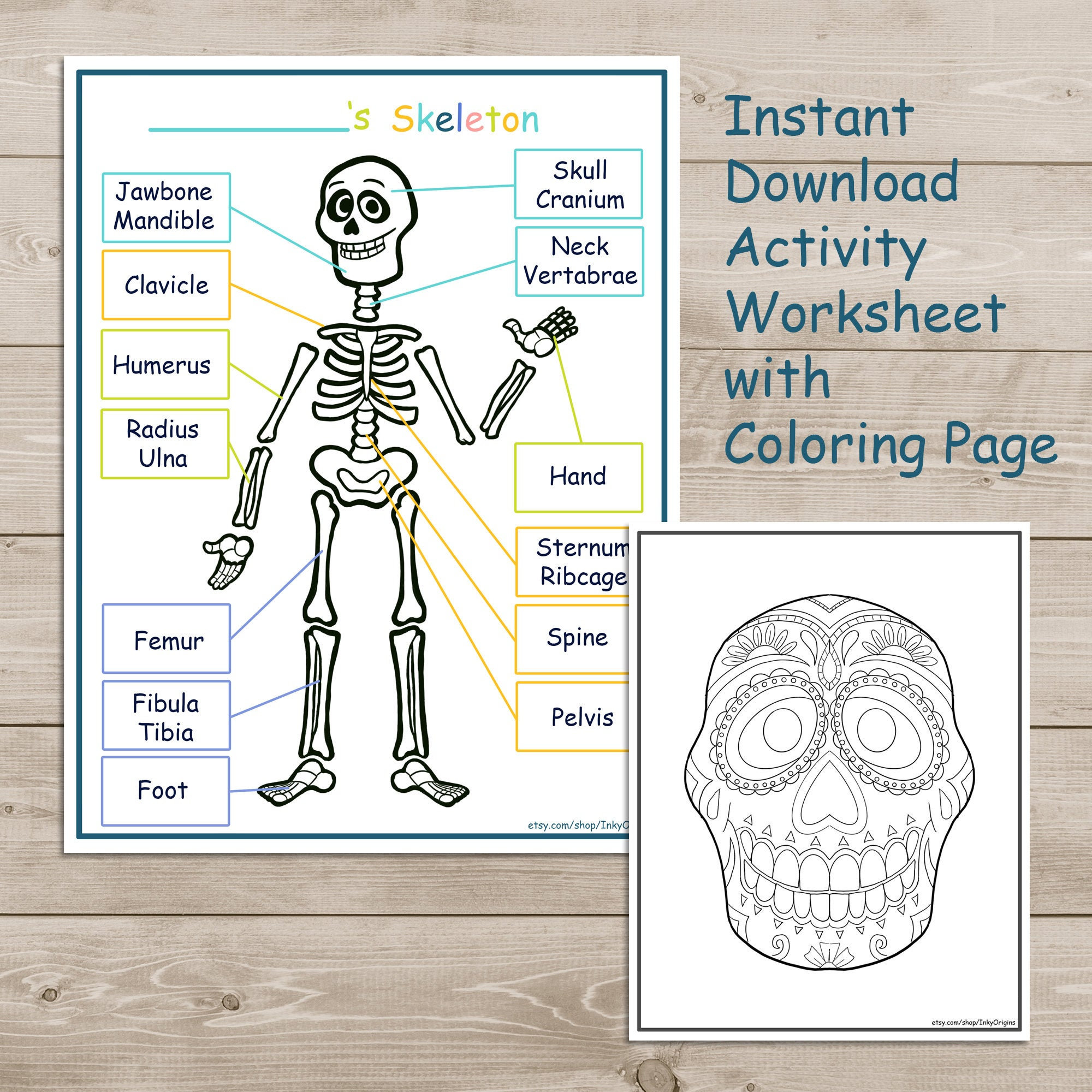 Printable skeleton activity pack coloring page kids learning science homeschool learning instant download