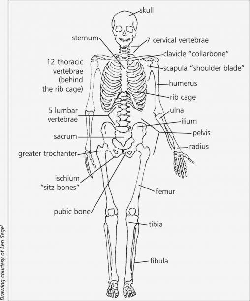 Diagrams of the bones skeletal system labeled diagram well anatomy coloring book human body worksheets body systems worksheets