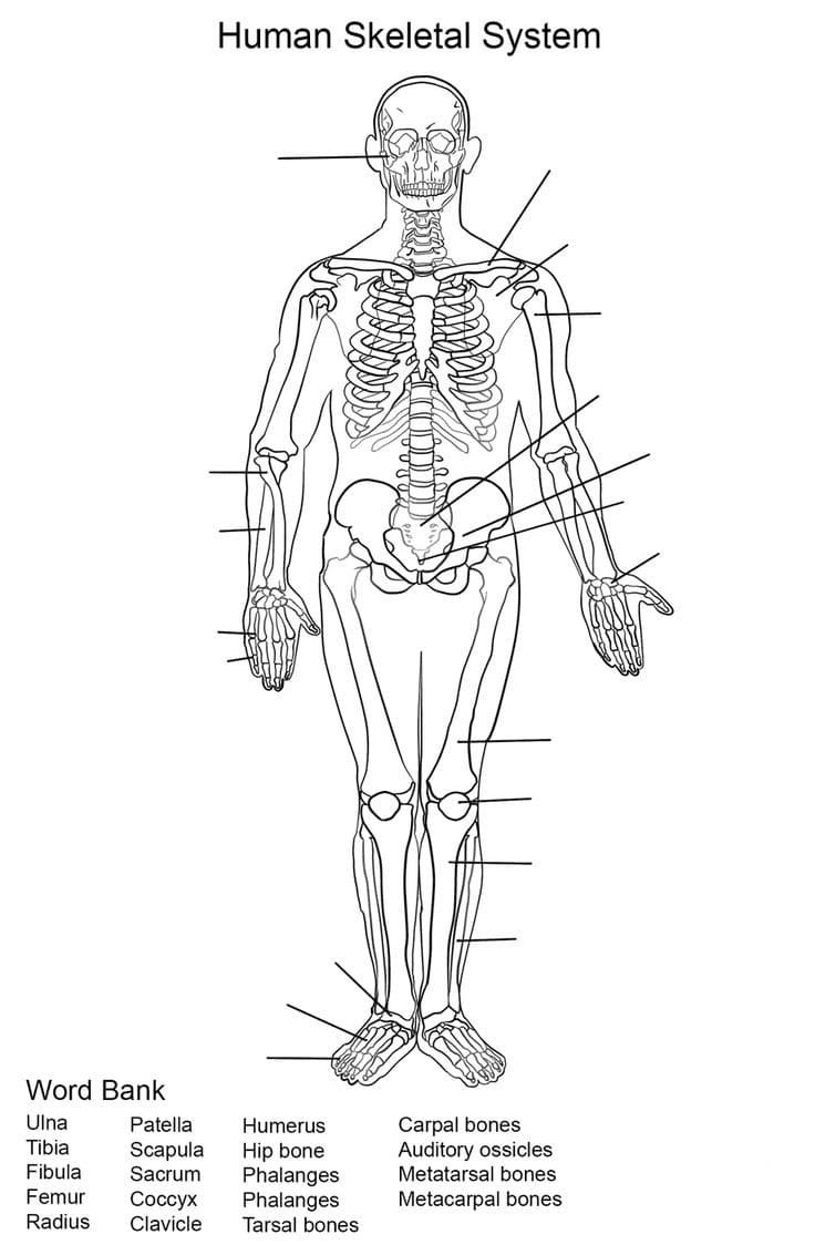 Anatomy coloring pages printable for free download