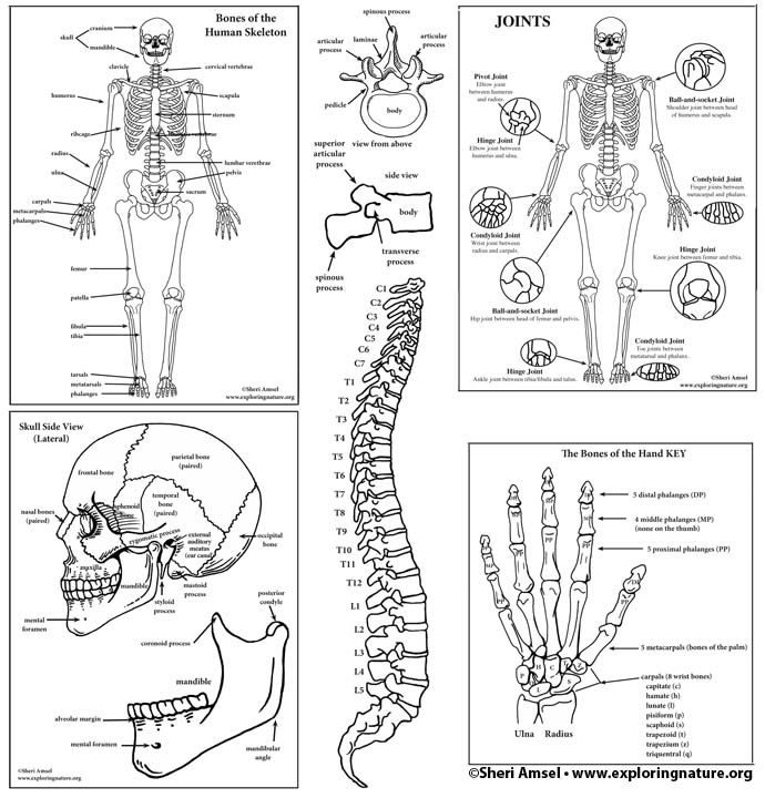 Skeletal system diagram bundle high school college