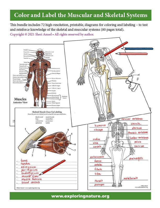 Color and label the muscular and skeletal systems