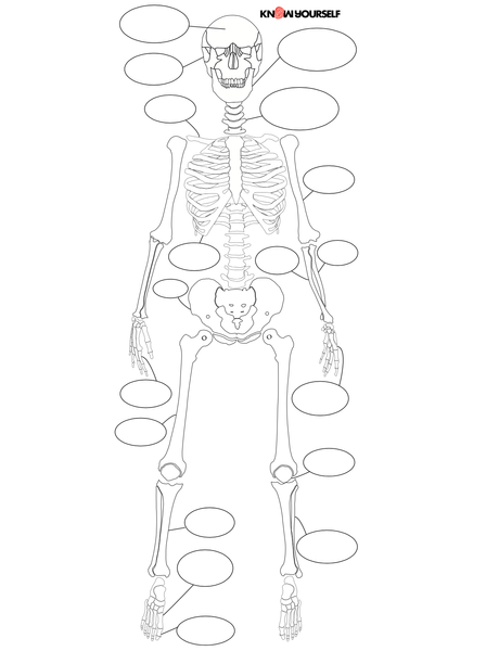 Skeleton poster diagram activity