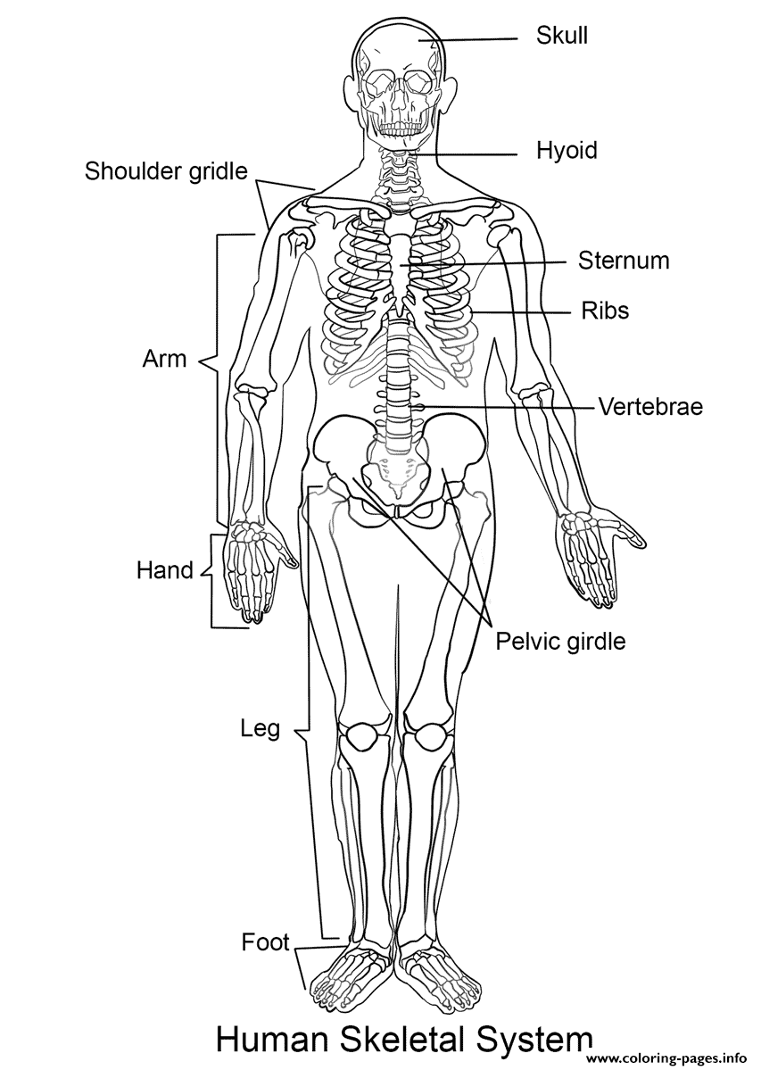 Human skeleton coloring page printable