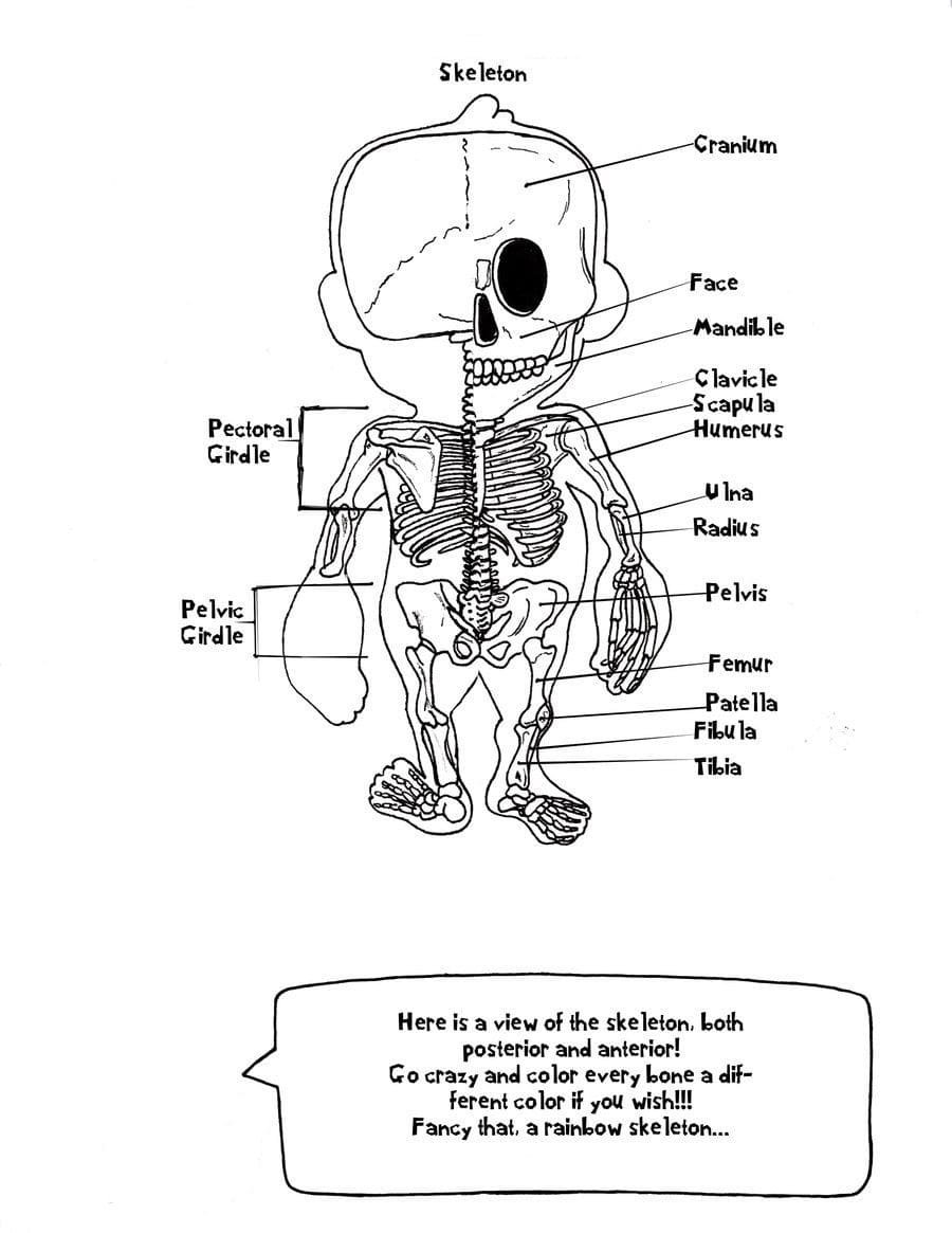 Anatomy coloring pages printable for free download