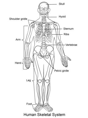 Human skeleton coloring page free printable coloring pages