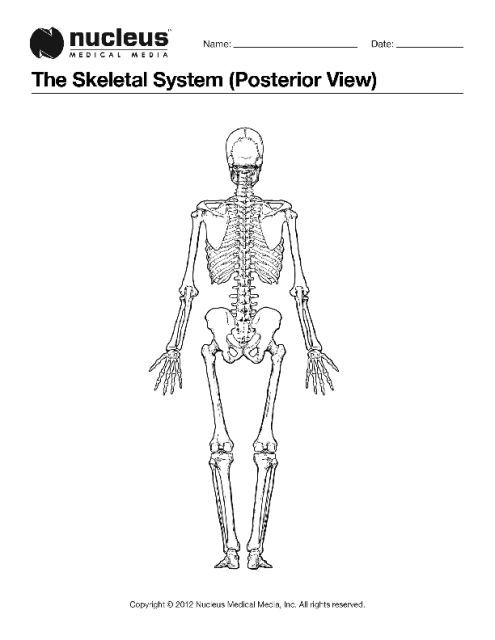 This anatomy coloring book page depicts the entire skeleton from the posterior back view anatomy coloring book medical studies coloring book pages