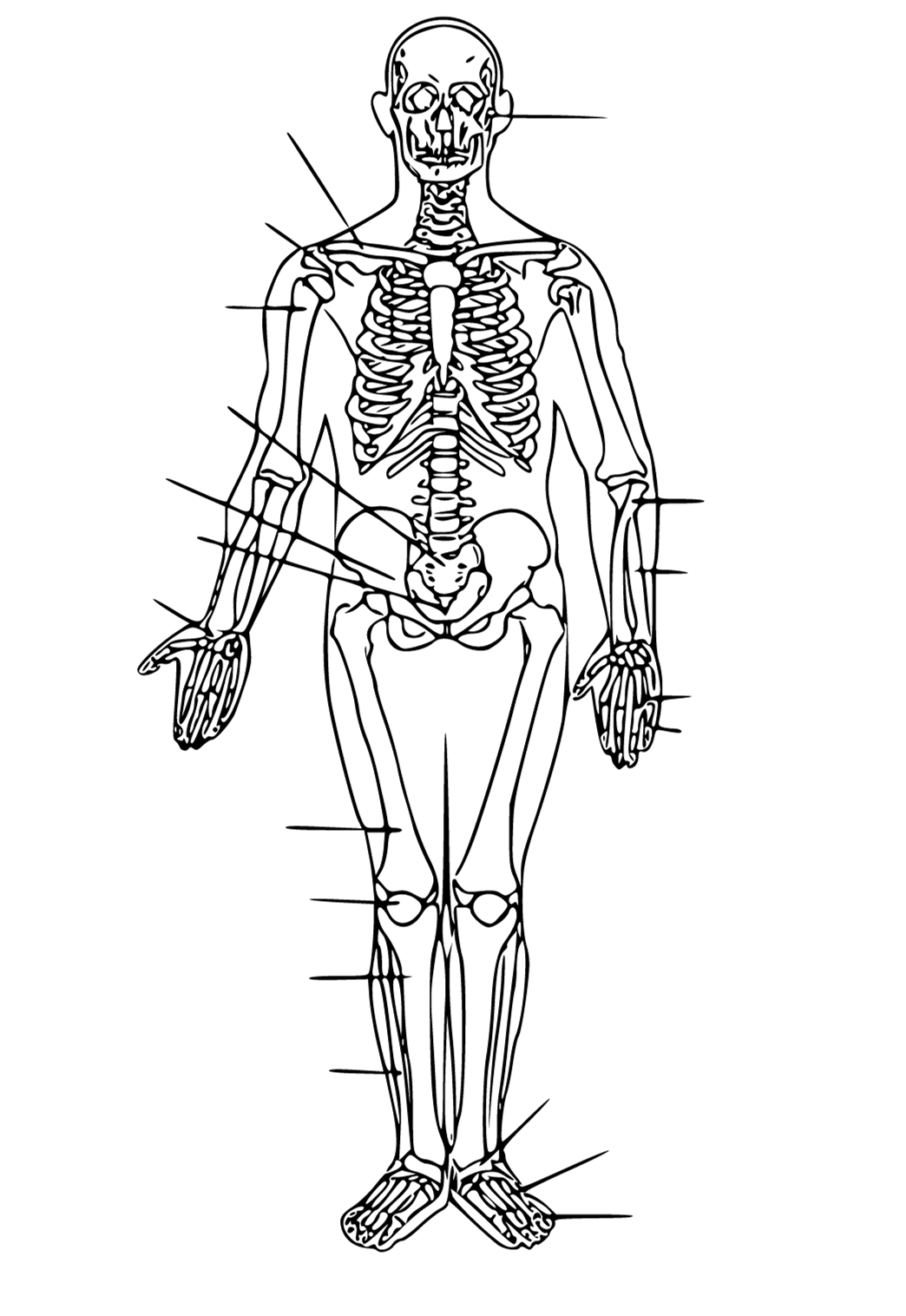 Free printable anatomy human coloring page for adults and kids