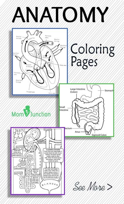 Free anatomy coloring pages