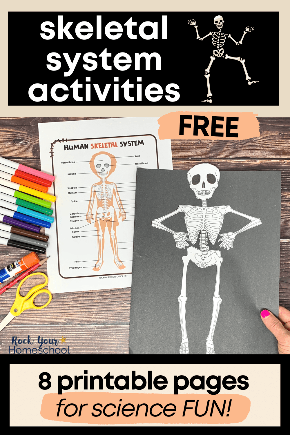 Human skeletal system activities cool ways free printables