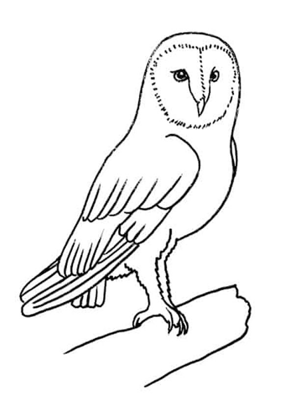 Coloring pages printable owl drawing coloring pages