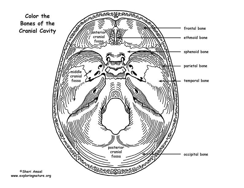 Skull cranial cavity bones coloring page