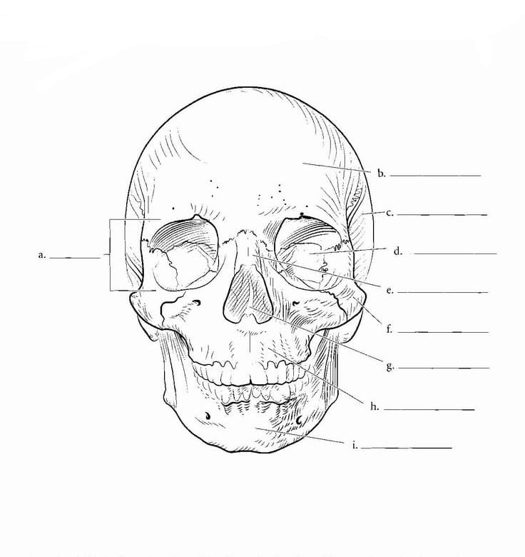 Anatomy coloring pages printable for free download