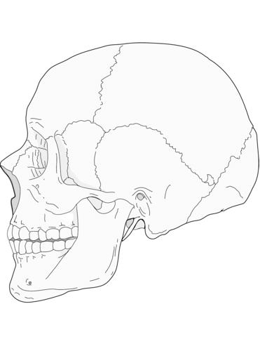 Human skull side view coloring page free printable coloring pages