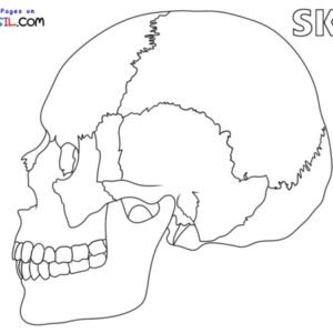 Anatomy coloring pages printable for free download
