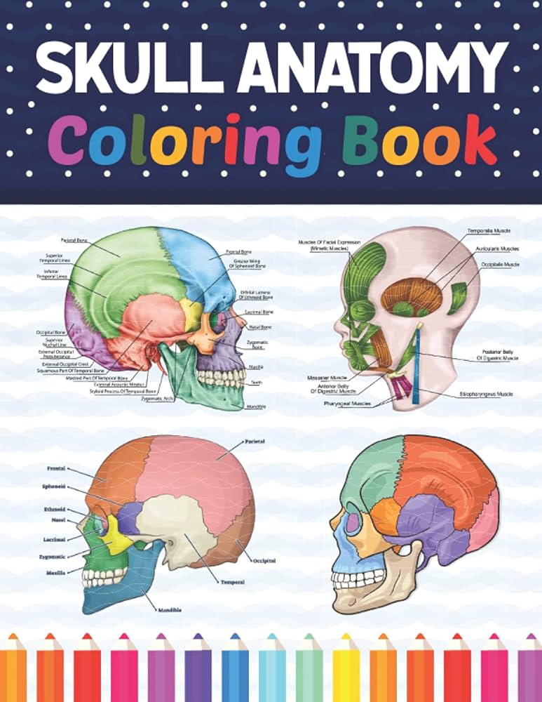 Skull anatomy coloring book human skull anatomy workbook for kids human skull anatomy coloring pages for kids toddlers human body stunts coloring activity book for kids toddlers