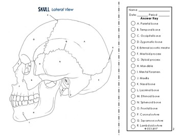 Anatomy coloring page tpt
