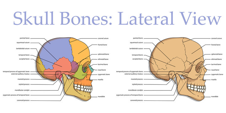 Skull anatomy images â browse photos vectors and video
