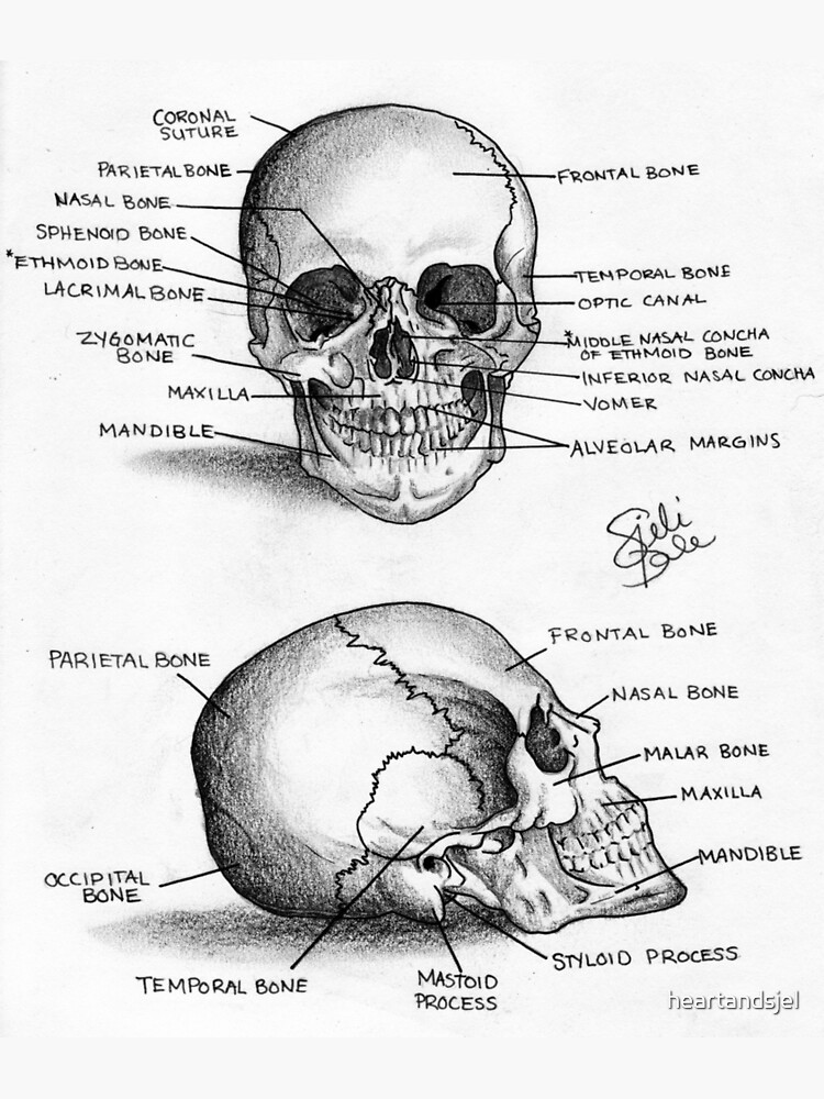 Anatomy of a human skull art print for sale by heartandsjel