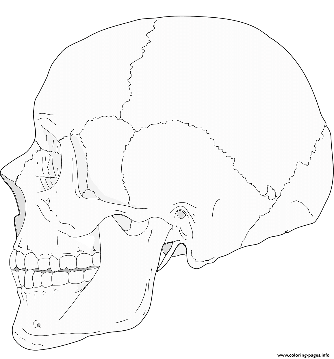 Human skull side view coloring page printable
