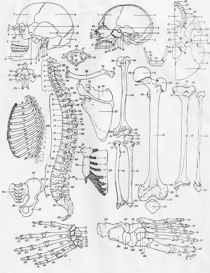 Image result for human anatomy and physiology skull coloring sheet anatomy coloring book coloring pages skull coloring pages