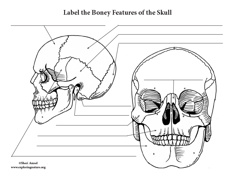 Skull labeling