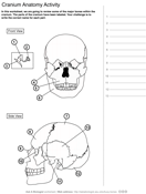 Human skull bones activity ask a biologist
