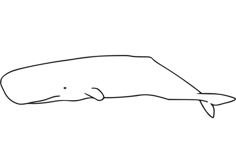 Sperm whales coloring page free printable coloring pages