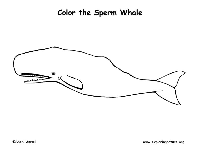 Whale sperm coloring page