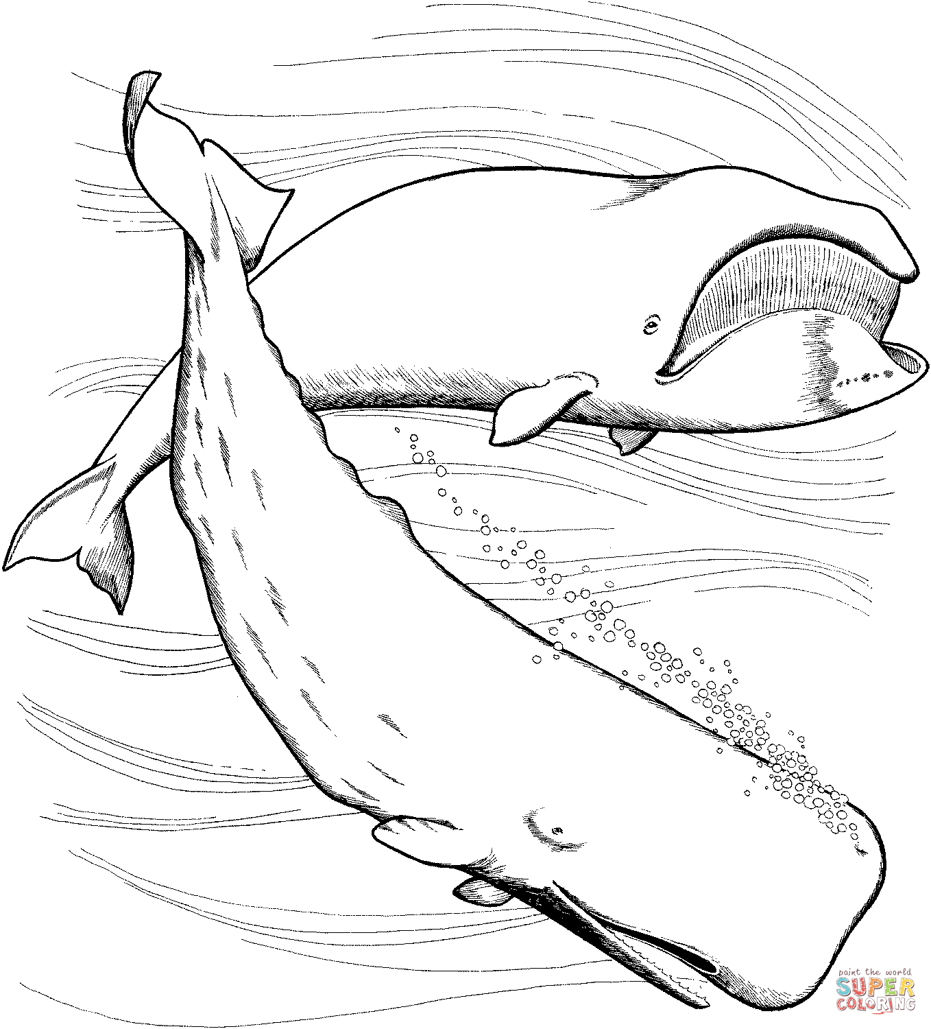 Bowhead and sperm whales coloring page free printable coloring pages