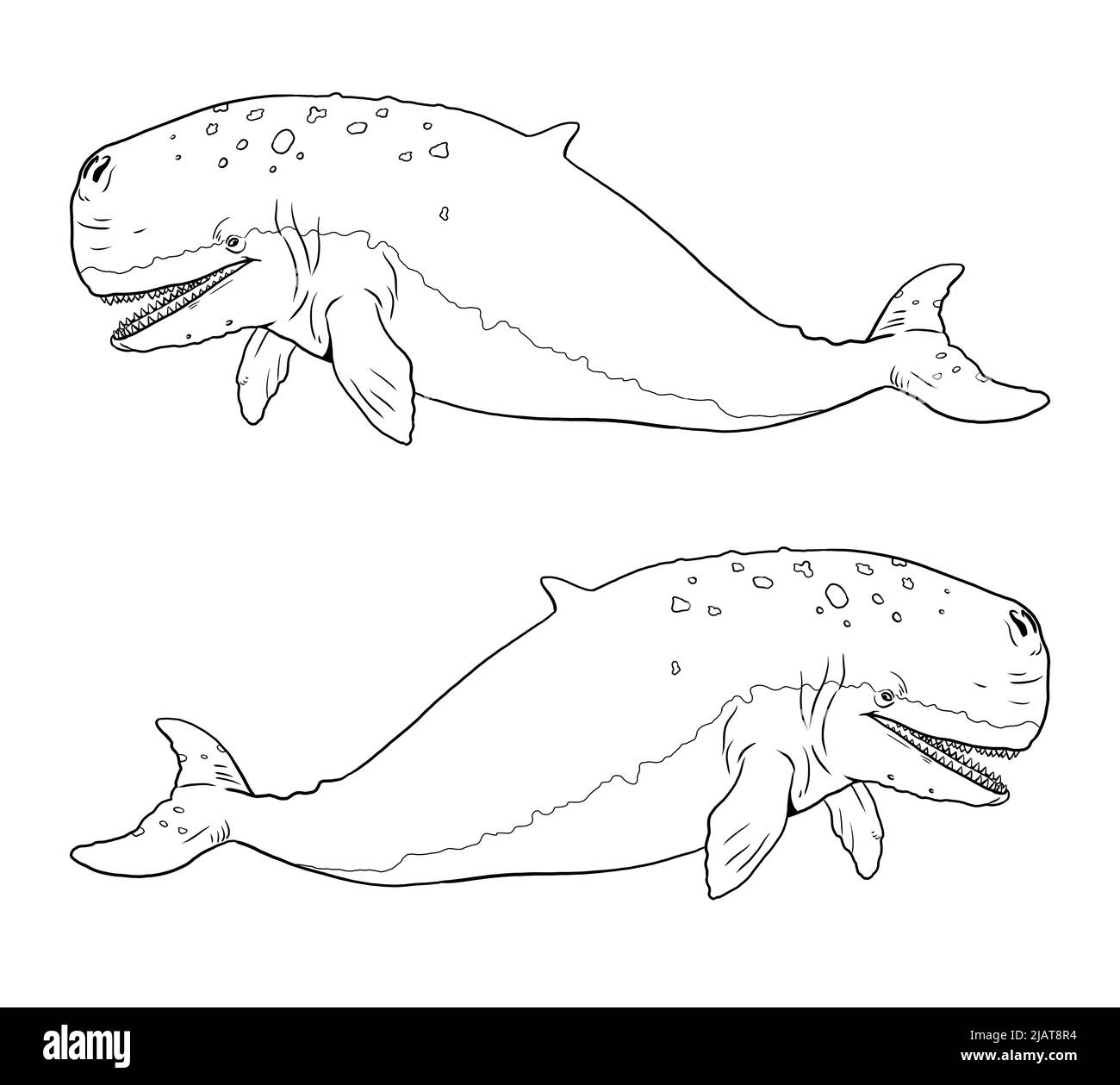Sperm whale black and white stock photos images