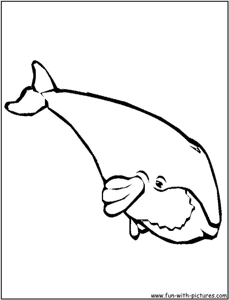 Whale coloring pages