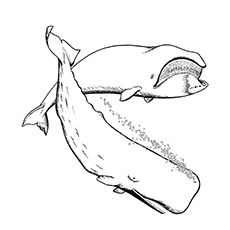 Printable whale coloring pages your toddler will love